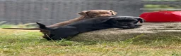 Sprocker dogs for sale: Sprocker puppies make ideal pets! - Advert 8