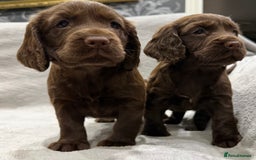 Cocker Spaniel dogs for sale: Working Cocker Spaniel - Image 4