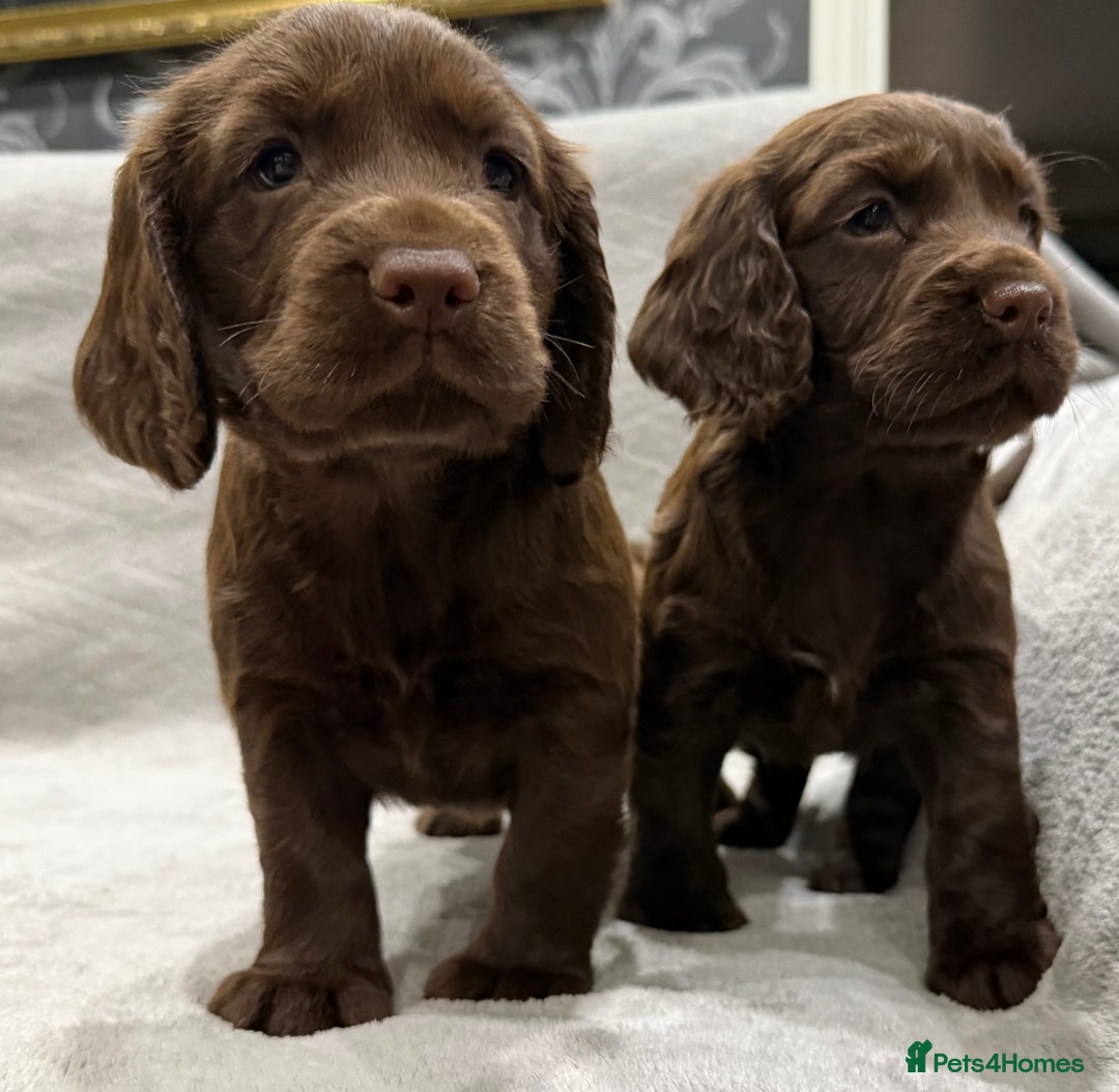 Cocker Spaniel dogs for sale: Working Cocker Spaniel - Image 4