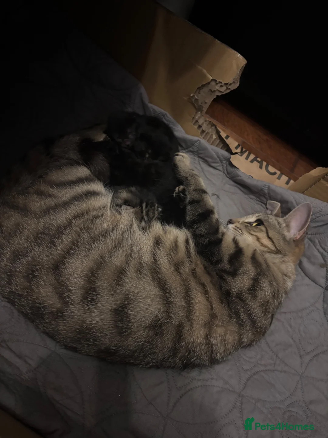 Mixed Breed cats for sale: 3 male kittens  - Advert 2
