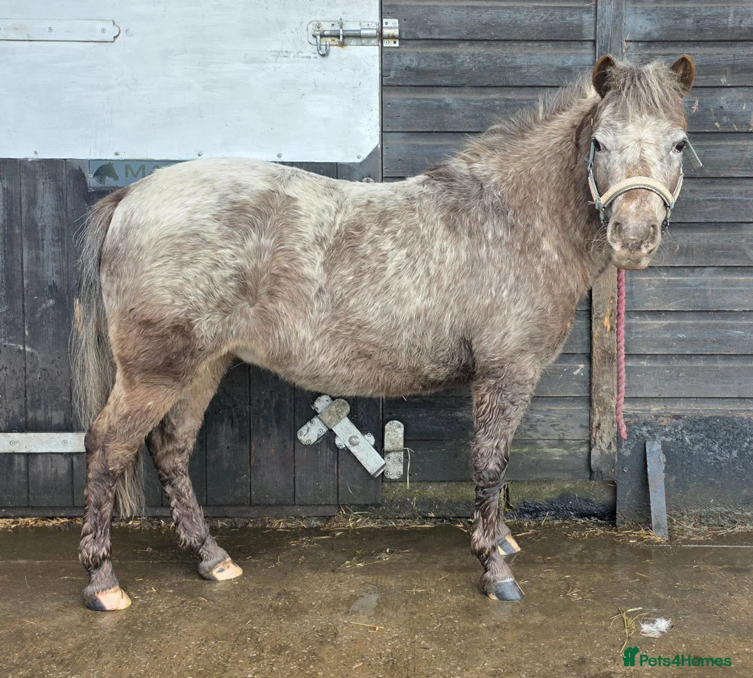 Miniature horses for sale: AMHA Miniature Appaloosa Mare in Colne - Advert 1