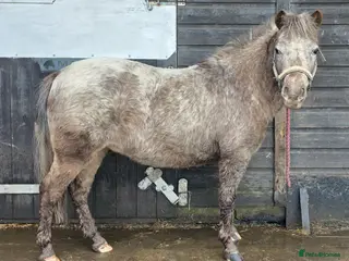 Miniature horses AMHA Miniature Appaloosa Mare - Advert 6