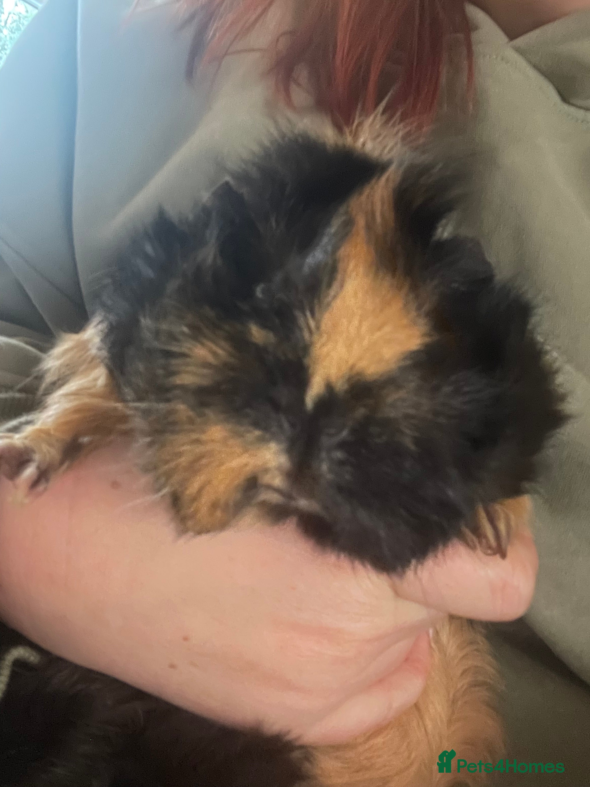 Guinea Pig rodents 2 Beautiful Black & Ginger Guinea Pig Girls  - Advert 1