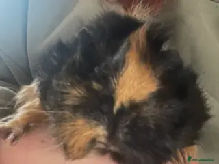 Guinea Pig rodents 2 Beautiful Black & Ginger Guinea Pig Girls - Advert 1