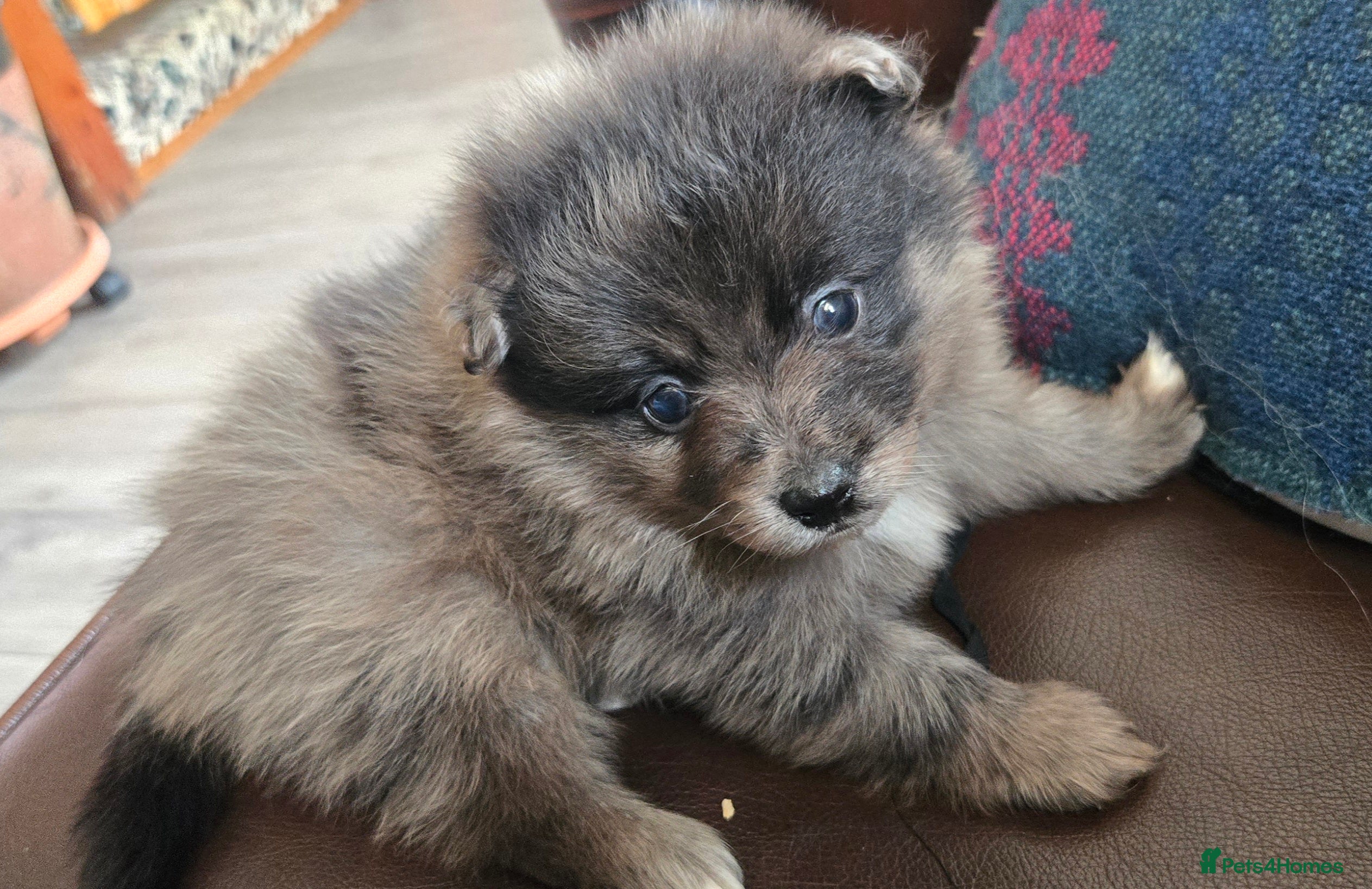 Pomeranian dogs Last 2 gorgeous pomeranian available  - Advert 1