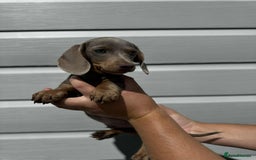Miniature Dachshund dogs for sale: Miniature Dachsund puppies (licensed breeder) - Image 12