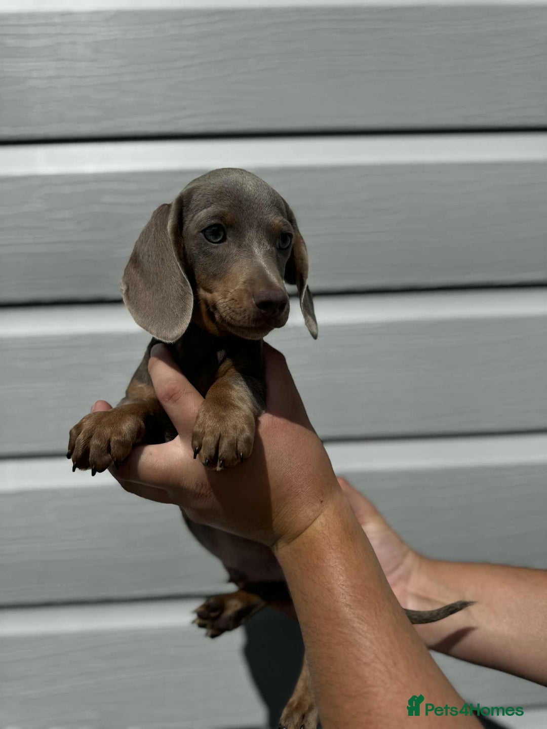 Miniature Dachshund dogs for sale: Miniature Dachsund puppies (licensed breeder) - Image 12