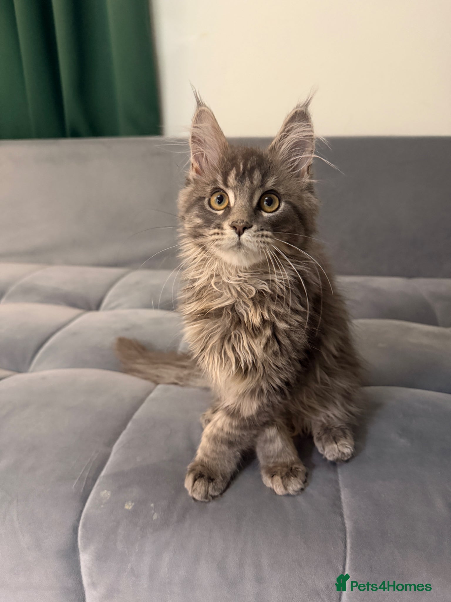 Maine Coon cats for sale: Beautiful kittens pure Maincoon  - Advert 15