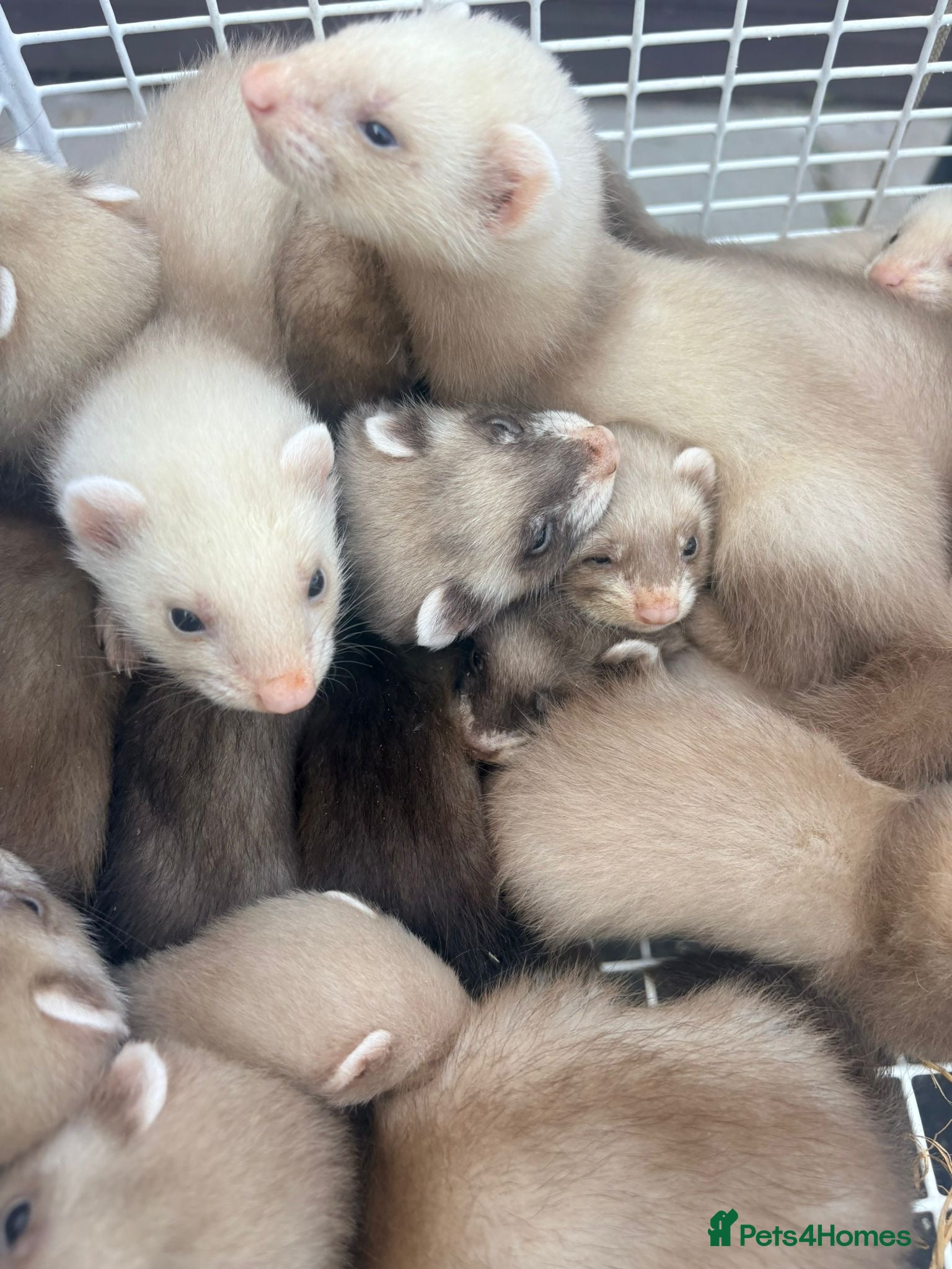 Ferret rodents 3 small hobs for sale - Advert 1