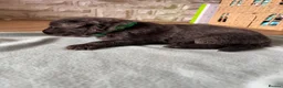 German Shepherd dogs for sale: German Sheperd puppies ✨ - Advert 10