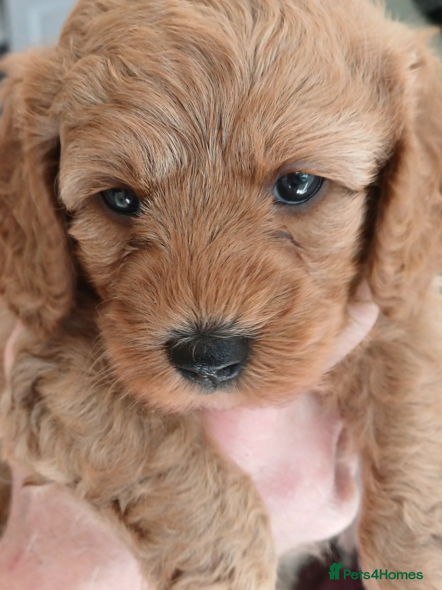 Cavapoo dogs HEALTH-TESTED CAVAPOOS. - Advert 1