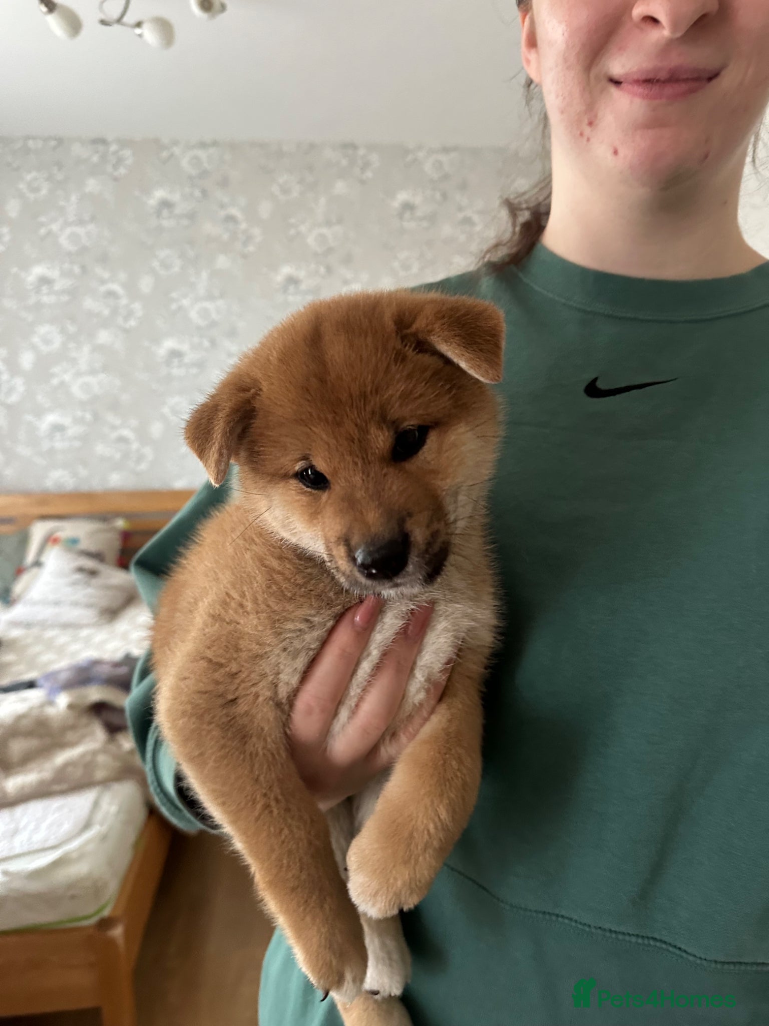 Japanese Shiba Inu dogs KC-Certified Shiba Inu puppies. 100% Pure blooded. - Advert 2