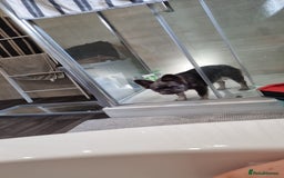 French Bulldog dogs for sale: Bouncy female needs home - Image 5