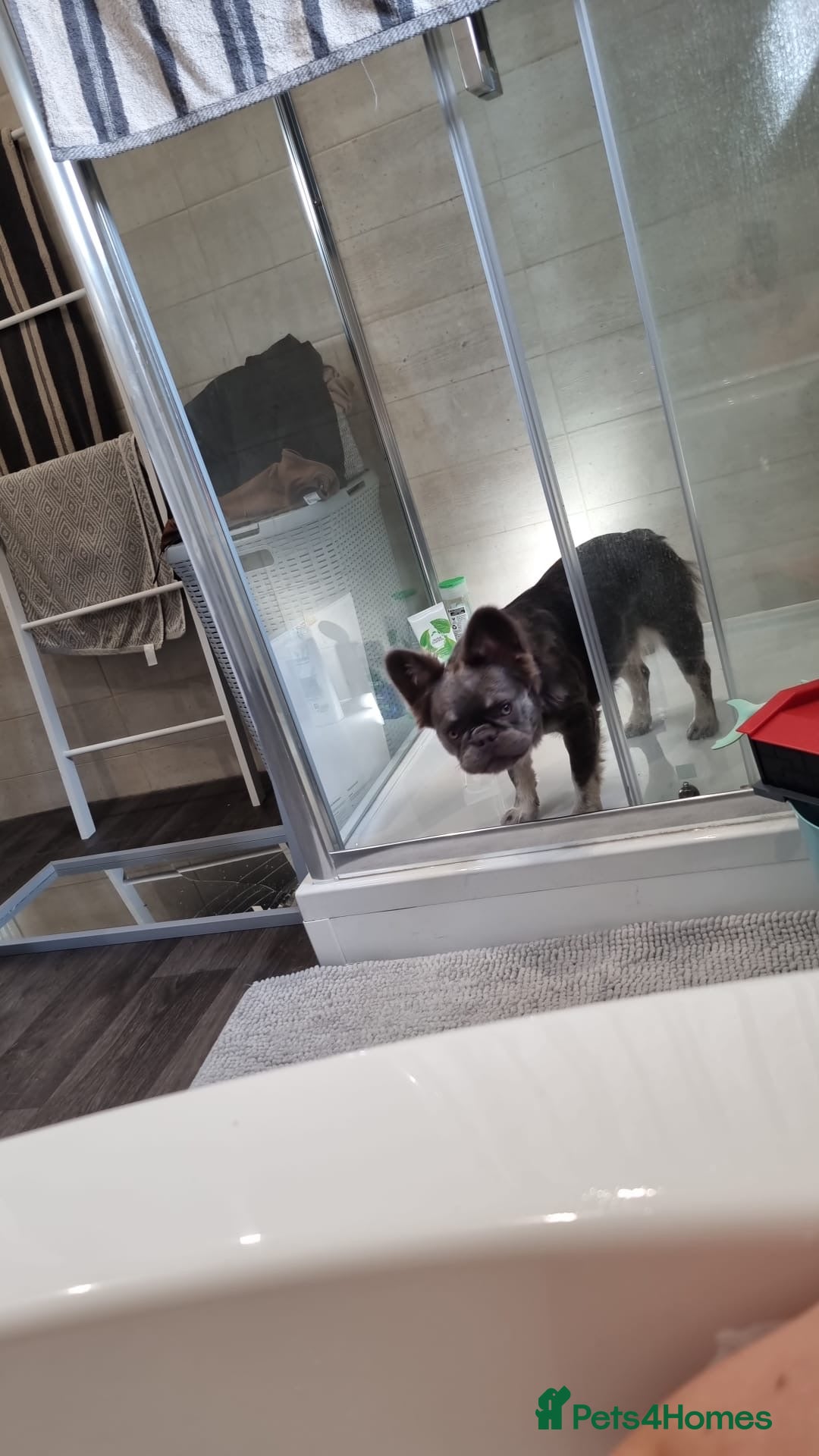 French Bulldog dogs for sale: Bouncy female needs home - Image 5