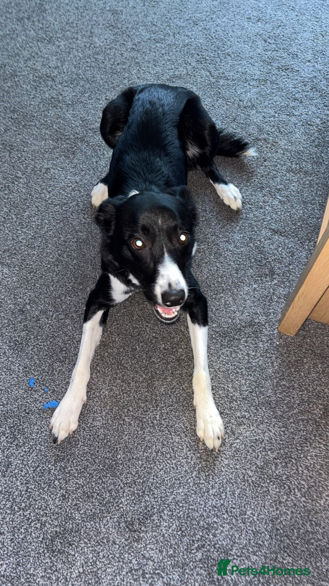 Border Collie dogs Female border collie  - Advert 2