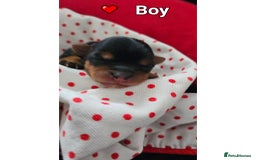 Yorkshire Terrier dogs for sale:  Yorkshire terriers🐶Kc.reg.💙1 BOY available 🧡💚 - Image 16