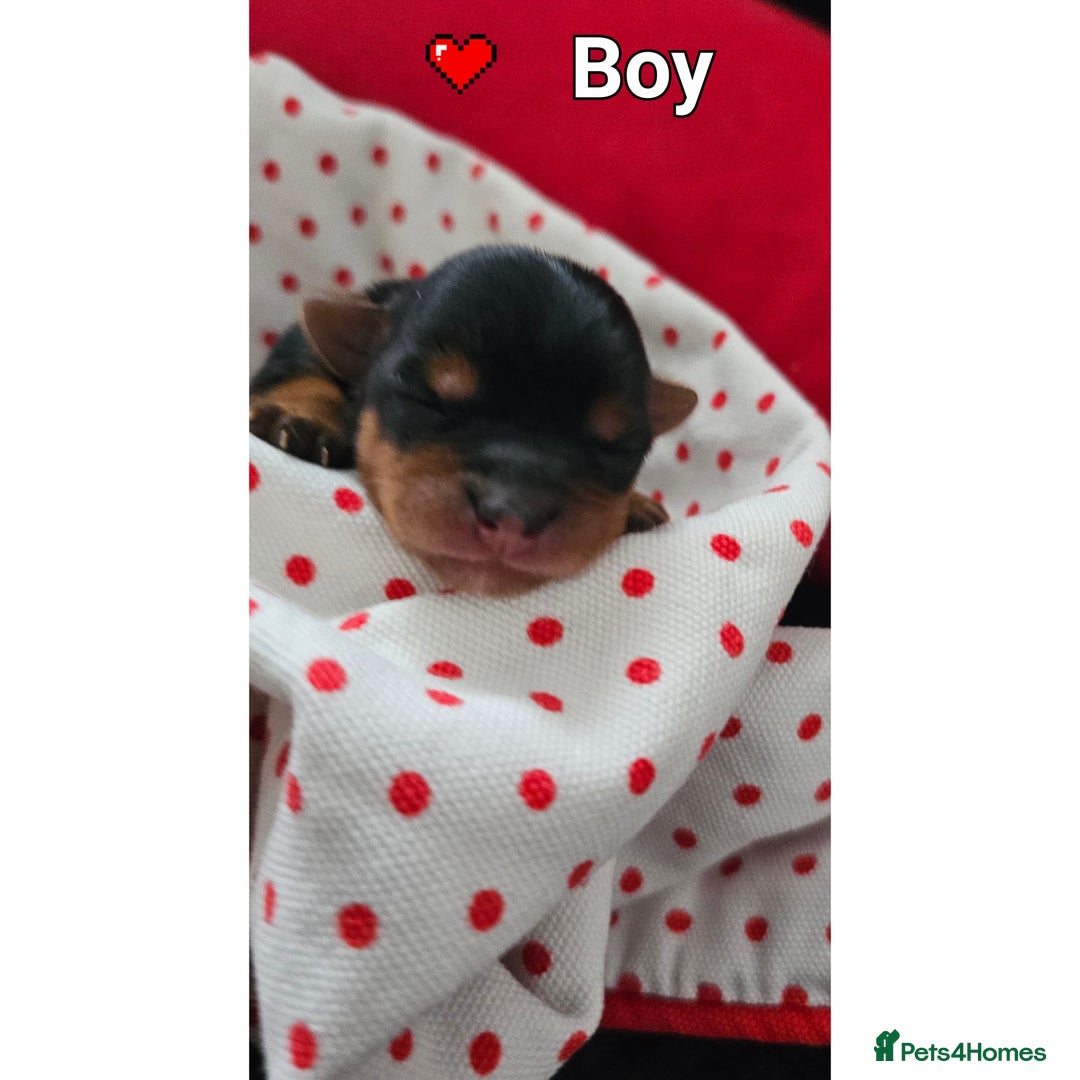 Yorkshire Terrier dogs for sale:  Yorkshire terriers🐶Kc.reg.💙1 BOY available 🧡💚 - Image 16