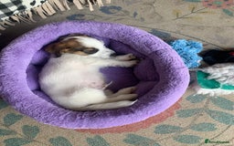 Jack Russell dogs for sale: KC Jack Russell Puppies - One Boy Left! - Image 2