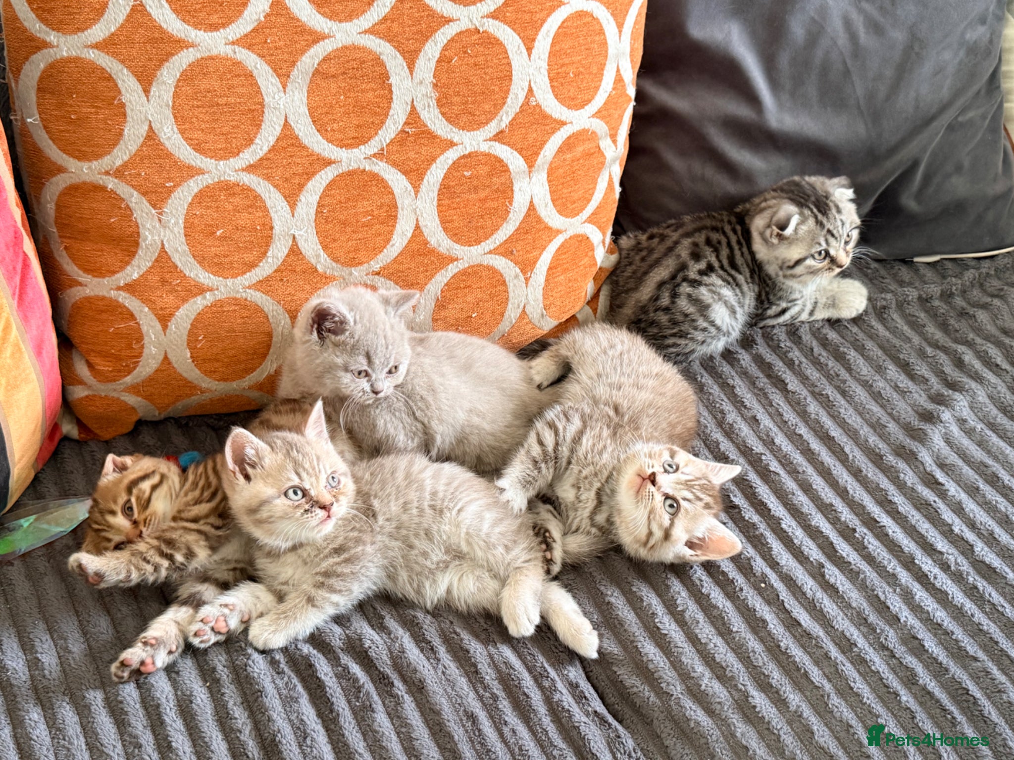 British Shorthair cats British Shorthair x Scottish fold babies  - Advert 2