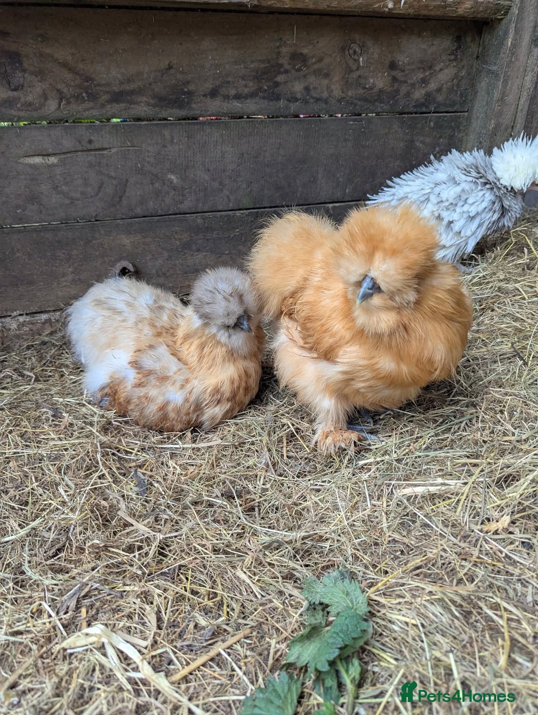 Chickens poultry for sale: Beautiful POL Pullets USA Silkies, Polish bantams  - Image 5