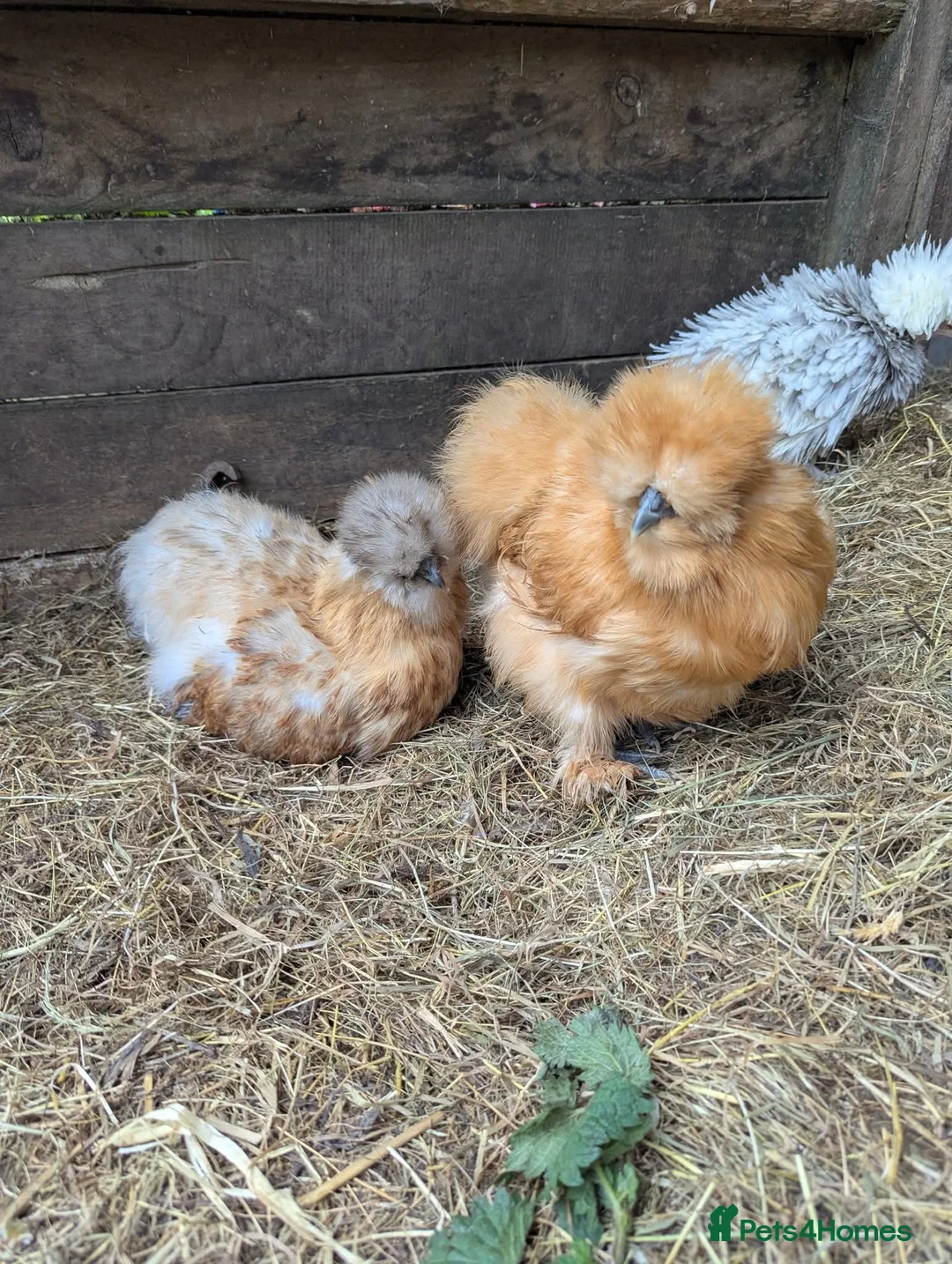 Chickens poultry for sale: Beautiful Polish bantam growers left  - Advert 5