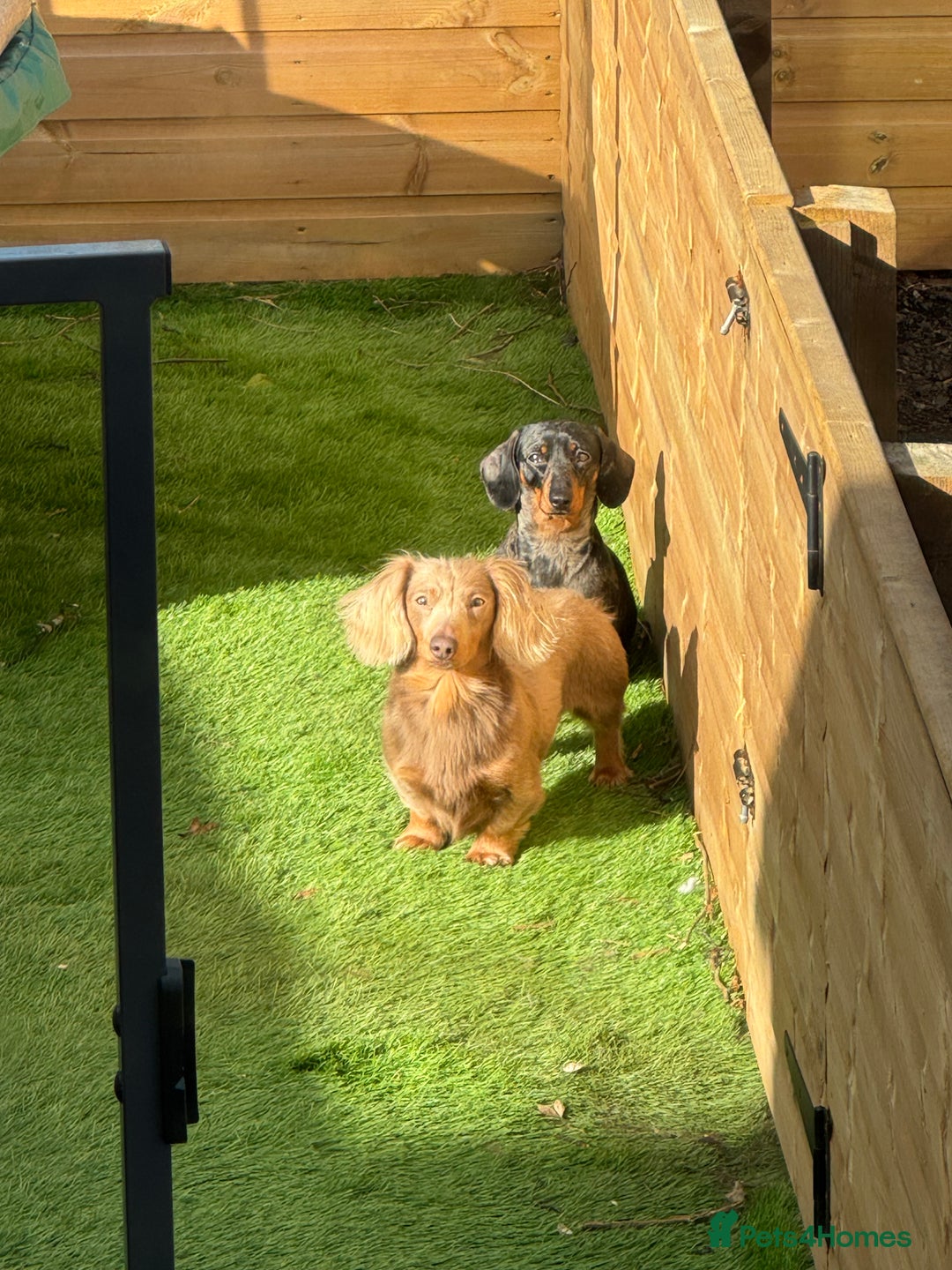 Miniature Dachshund dogs for sale: Miniature Dachshund puppies - Image 4
