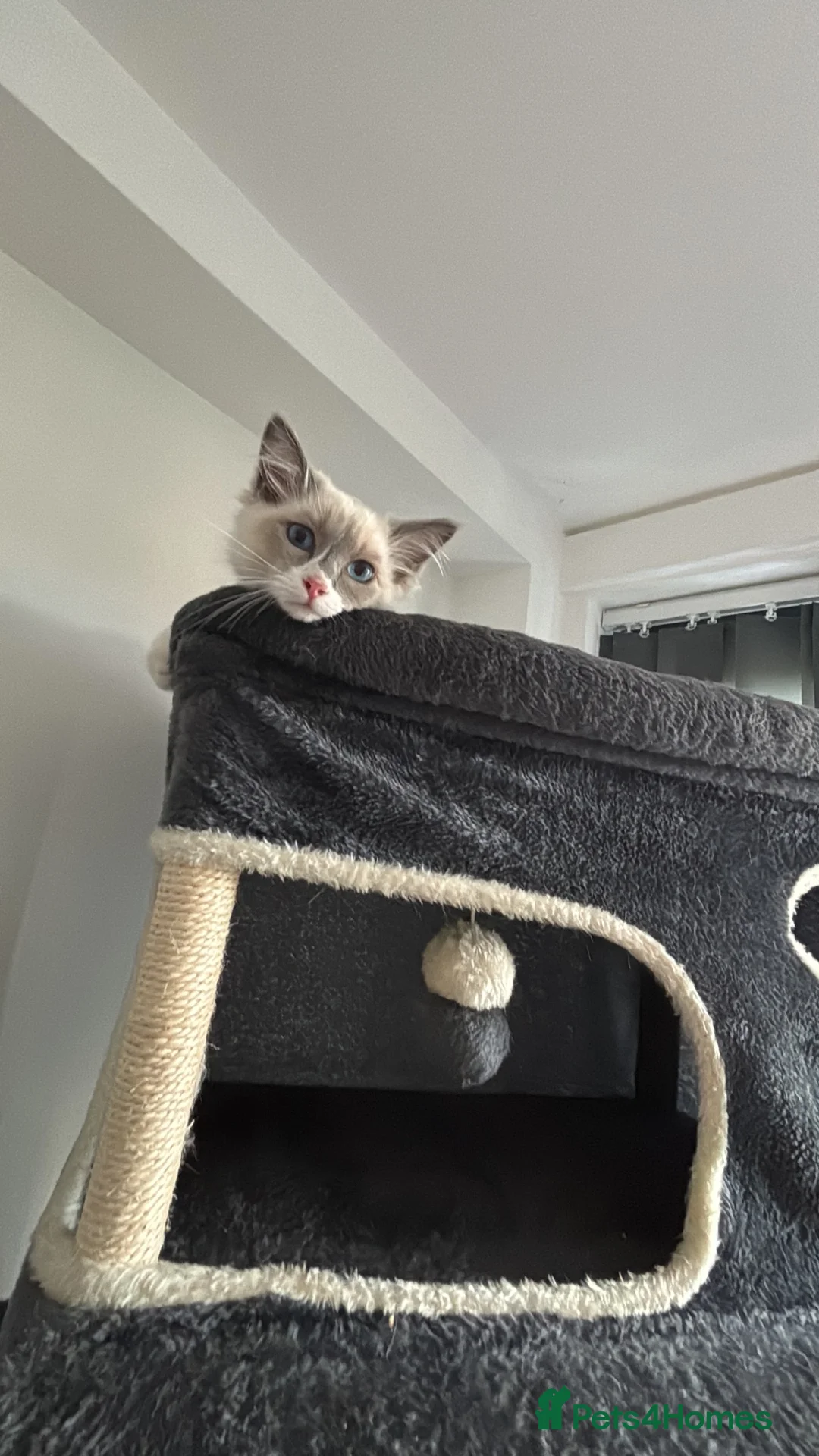 Ragdoll cats for sale: Bi colour ragdoll kitten  - Advert 3