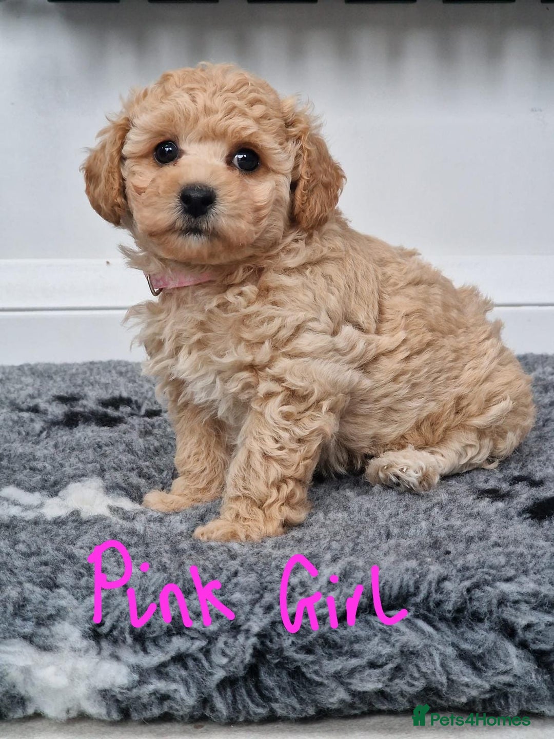 Poochon dogs for sale: Beautiful Poochon Puppies  in Carmarthen - Image 15