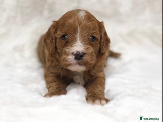 Cavapoo dogs Red F1 Cavapoo Ready to leave 20th December🐾🩵 - Advert 4