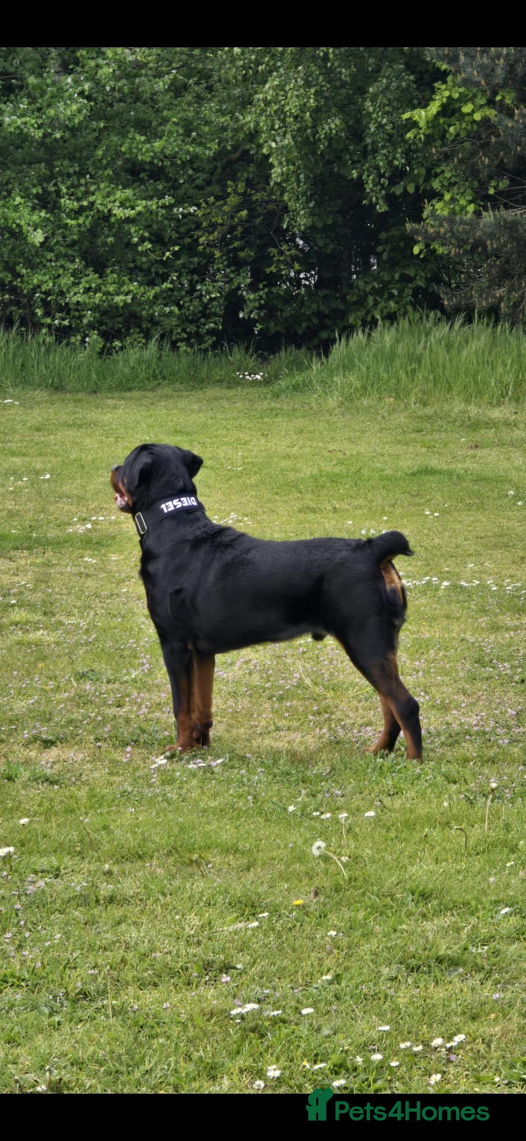 Rottweiler dogs for sale: Kc reg stunning rottweiler puppies - Advert 8