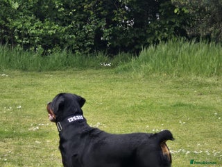 Rottweiler dogs Kc reg stunning rottweiler puppies - Advert 17