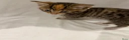 Mixed Breed cats for sale: Bengal Mix Kittens - Advert 7