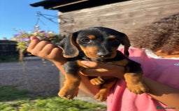 Dachshund dogs for sale: Gorgeous little Dachshund pups - Image 12