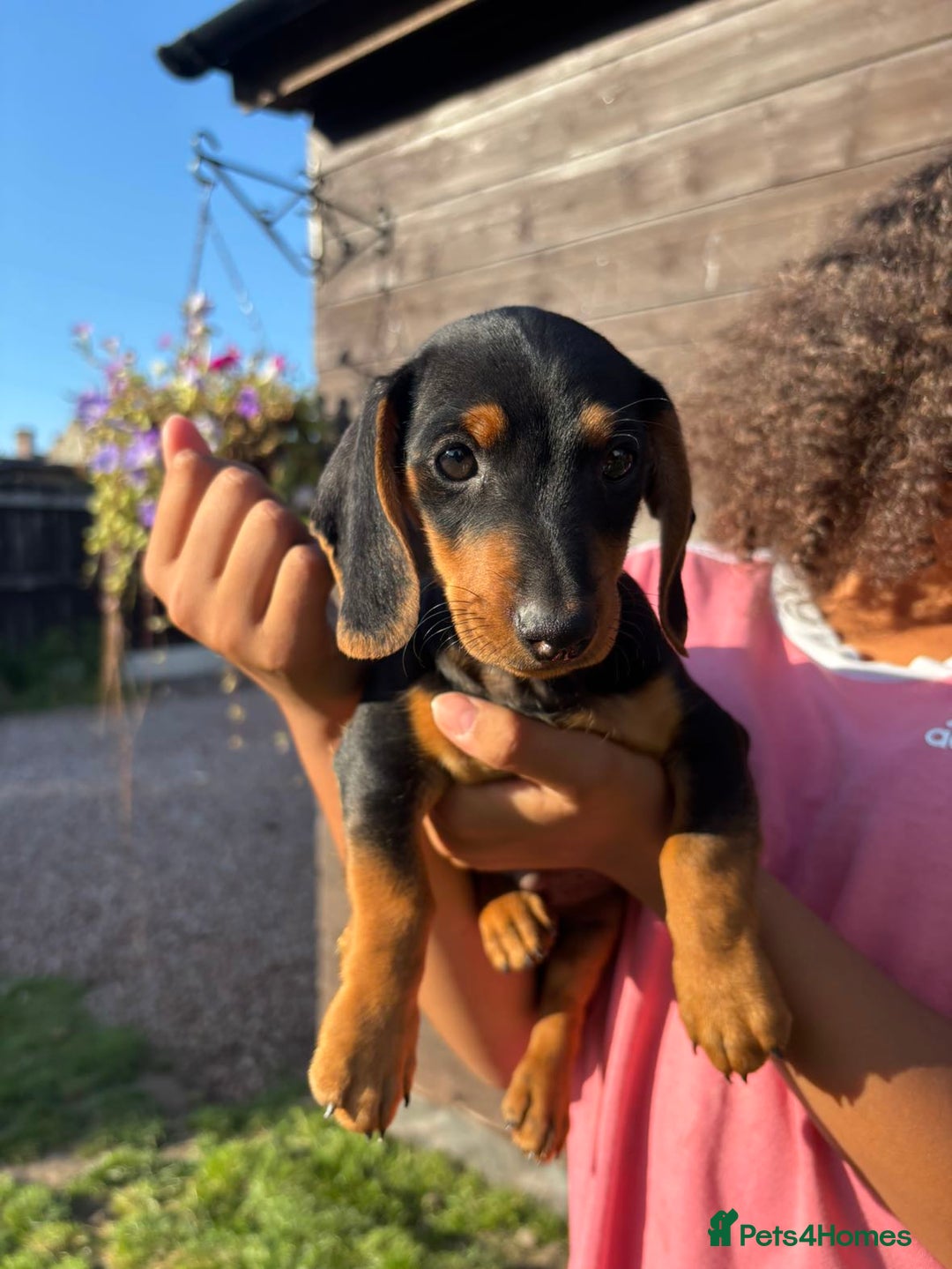 Dachshund dogs for sale: Gorgeous little Dachshund pups - Image 12