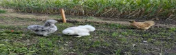 Chickens poultry for sale: Young Silkie Cockerel Looking for a New Flock! in Oswestry - Advert 3