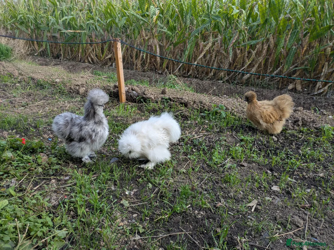 Chickens poultry for sale: Young Silkie Cockerel Looking for a New Flock! in Oswestry - Advert 3