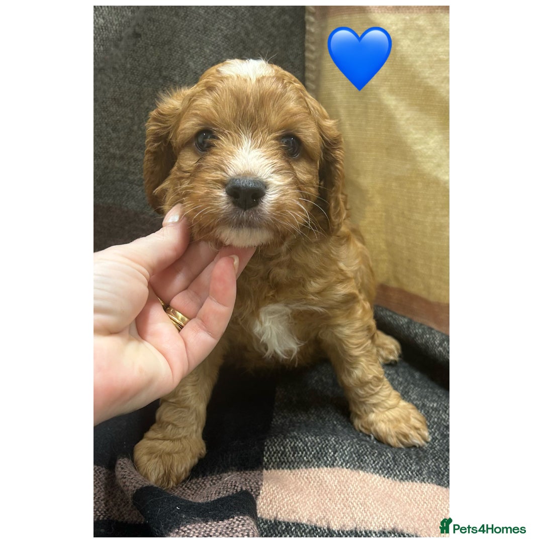 Cavapoo dogs for sale: Beautiful fully DNA tested Cavapoo's  - Image 19
