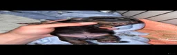 Dachshund dogs for sale: DACHSHUND PUPPIES!  - Advert 5