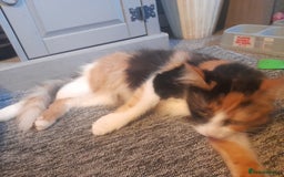 British Longhair cats for sale: Kittens needing a home  - Image 5