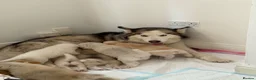 Utonagan dogs for sale: Mr marcel in Newport - Advert 2