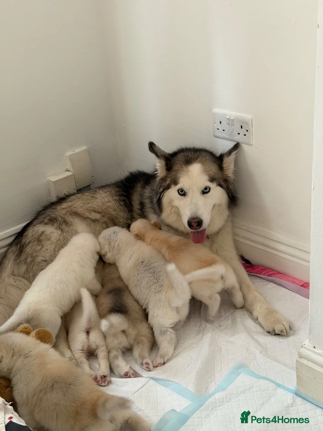 Utonagan dogs for sale: Mr marcel in Newport - Advert 2