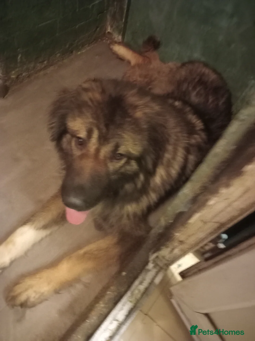 Caucasian Shepherd Dog dogs for sale: Beautiful Caucasian girl 11 months - Advert 1