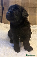 Cockapoo dogs STUNNING F2 COCKAPOO PUPPIES 2 REMAINING 🐾 - Advert 3