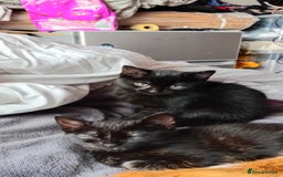 Domestic Shorthair cats for sale: Beautiful kittens - Image 3