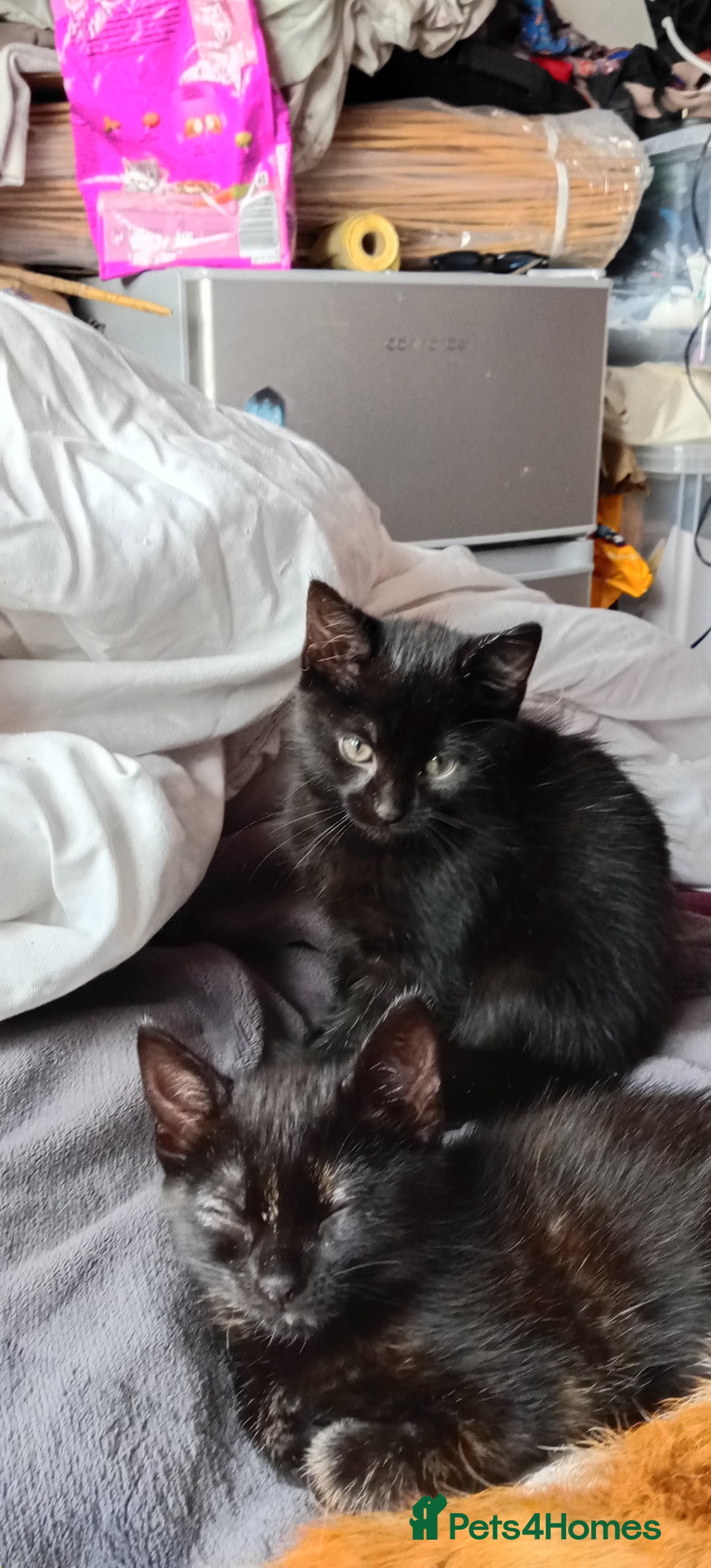 Domestic Shorthair cats for sale: Beautiful kittens - Image 3