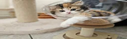 British Shorthair cats for sale: Beautiful British Shorthair & Longhair Kittens - Advert 19