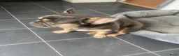 French Bulldog dogs for stud: Ace - Blue and Tan - STUD ONLY in Northolt - Advert 7