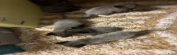 Mixed Breed cats for sale: Grey Kittens - Advert 19
