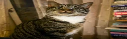 Mixed Breed cats for adoption: Sister Sooks - Advert 2