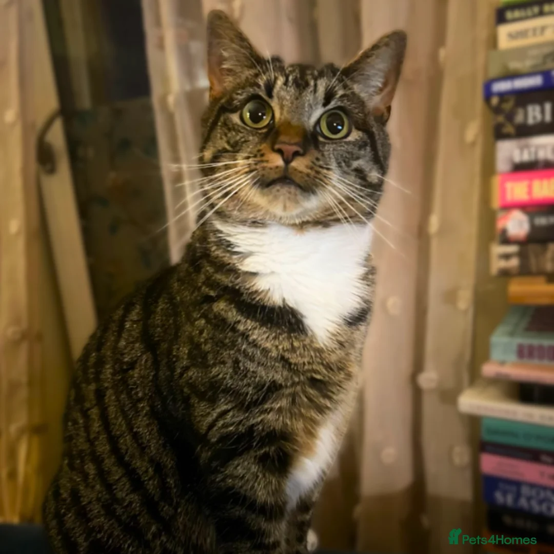 Mixed Breed cats for adoption: Sister Sooks - Advert 2